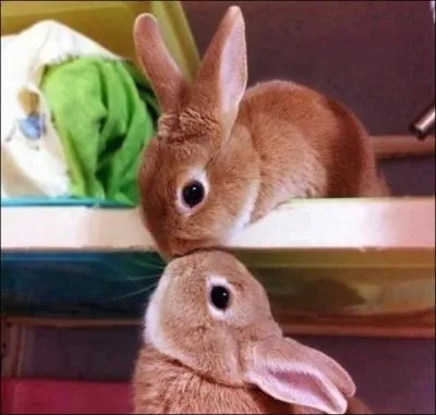 Que chante le lapin câlin ?