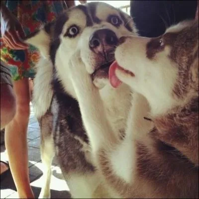 Ces deux comiques nous parlent de leur "1er roulage de pelle" !