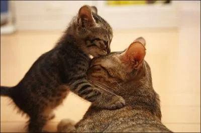 Dans quelle chanson peut-on entendre : Bonheur fané, cheveux au vent, baisers volés ?