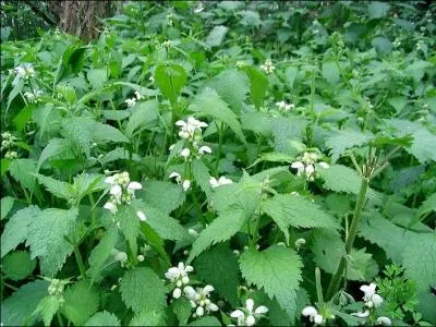 Que sont les orties ?