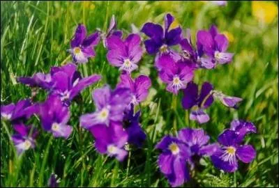 Quelle fleur est aussi un prnom ?