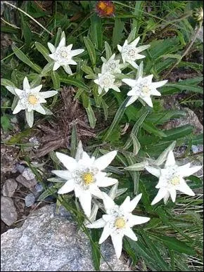 O trouve-t-on des edelweiss ?