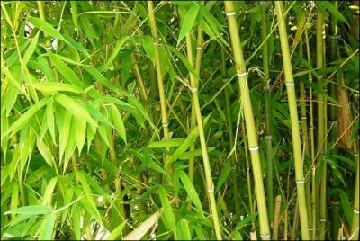 Quel animal mange du bambou ?