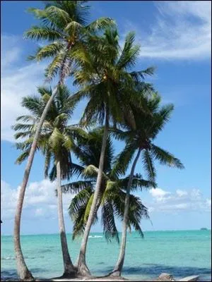 Comment appelle-t-on l'arbre qui produit des noix de coco ?