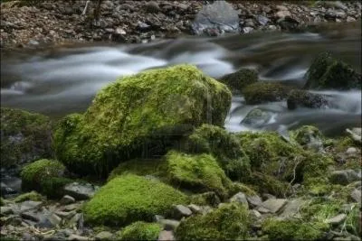 Comment s'appellent les sortes de tapis verts qu'on voit sur les rochers ?