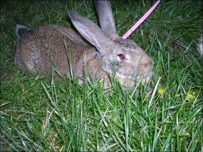 Quel est cet animal ?