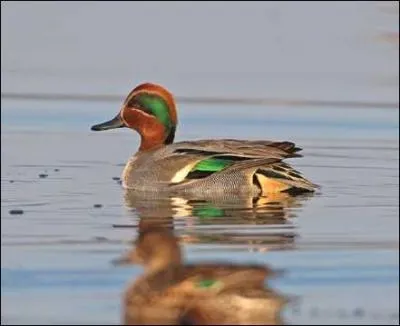 Quelle est cet oiseau ?