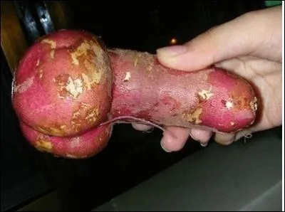 Secte russe prnant la castration, fonde durant la seconde moiti du XVIIIe sicle, par Slivanoff. Dite aussi secte des castrateurs. (photo : un navet)