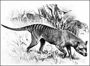 Depuis 1936, le thylacine est une espce considre comme teinte. Cette espce de loup porte d'autres noms. Lesquels ?