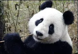 Environ combien de pandas gants vivraient  l'tat sauvage actuellement ?