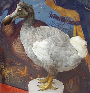 Lorsque l'on parle d'animaux disparus, le dodo est bien entendu souvent cit. Mais savez-vous quand le dernier spcimen de l'espce s'est teint ?
