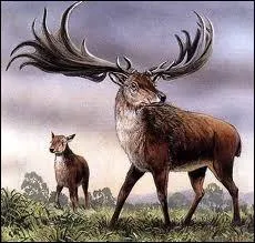 Cette espce de cervid a disparu de notre plante assez rcemment. Surtout connu pour sa grande taille et ses bois impressionnants, ce cerf possdait plusieurs noms. Lesquels ?