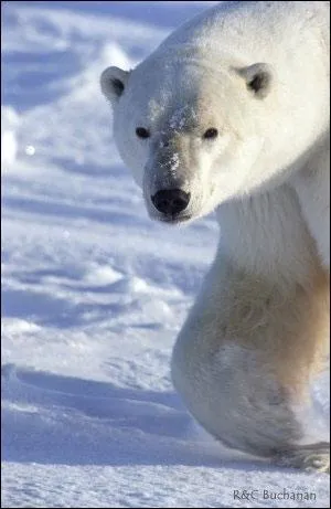 Combien d'espces seraient menaces d'extinction aujourd'hui selon l'Union Mondiale pour la Nature (IUCN) ?