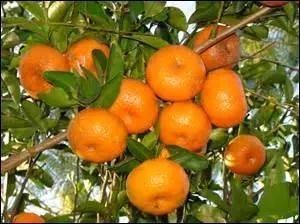 Il s'agit d'un nom amricain pour dsigner des fruits qui transitaient principalement par le port de Tanger, au Maroc :