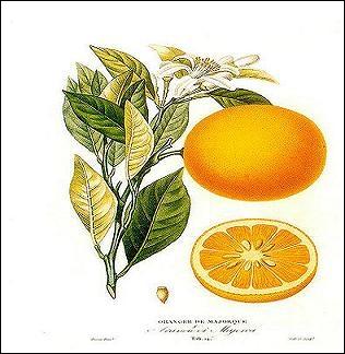 Par qui les oranges douces furent-elles rapportées au XVIe siècle, en Europe ? D'où venaient-elles ?