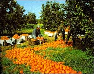 Combien existe-t-il de variétés d'oranges en culture dans le monde ?
