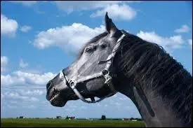 Comment s'appelle le cou du cheval ?