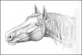 Comment s'appelle la partie gnitale mle ?