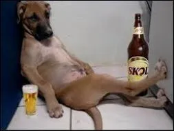 Être complètement saoul, c'est : "Être rond comme une queue ---- ."