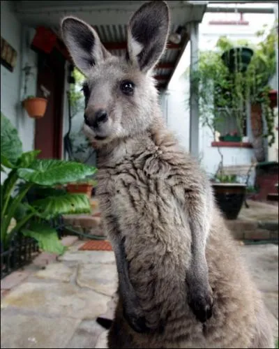 A cet animal, vous pouvez donner le nom d'une srie tlvise, venue de l'autre bout de la terre !