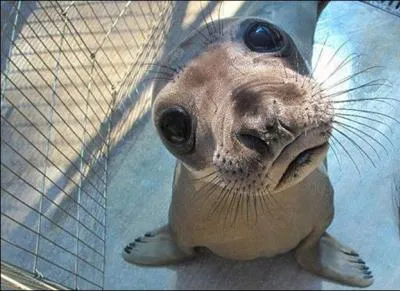 Quand la bouche dit : oui, le regard dit peut-tre !