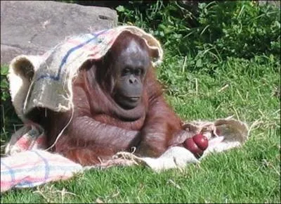 Quel pays associez-vous  ce primate ?