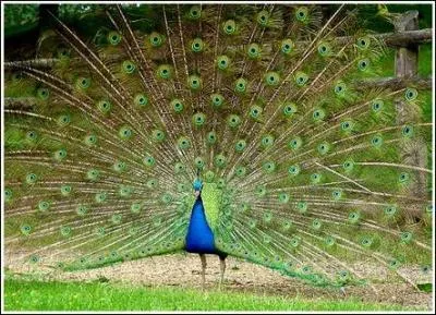 Le paon bleu qui est l'oiseau national de l'Inde peut-il voler ?