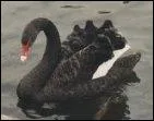 Voici un cygne noir. Quand le cygne pousse son cri, on dit qu'il ...