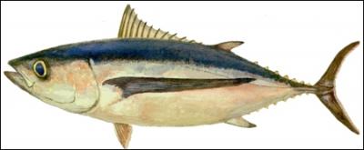 Quel poisson est aussi appel thon blanc ?