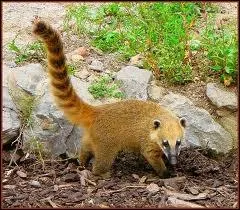 Sur quel continent vit le coati roux ?