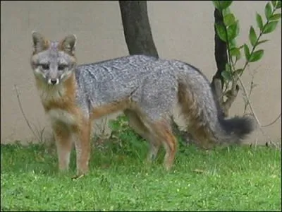 Quelle facult a le renard gris d'Amrique ?