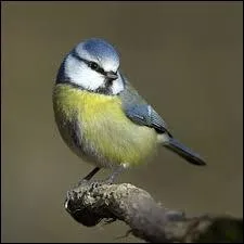 Voici une msange bleue. Quand la msange chante, on dit qu'elle ...