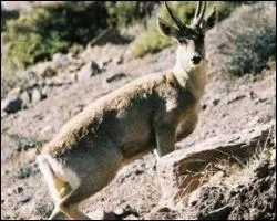 Cervid appel aussi cerf andin, il vit au Prou, dans la cordillre des Andes. Une espce voisine vit au Chili et en Argentine.