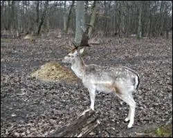Cervid  la robe habituellement fauve-rousstre, tachete de blanc en t, brune en hiver. Il porte une tache blanche sur les fessiers.