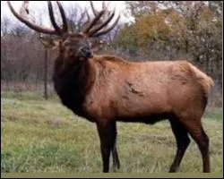 Mammifre herbivore, il fait partie des plus grands cervids du monde aprs l'lan.