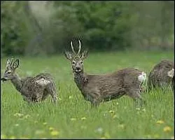 Cervid portant des bois caducs. Il est anoure et une tache claire qui orne le fessier le rend facilement reconnaissable.