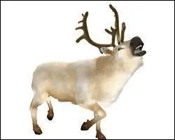 Cousin du renne, vivant en Amrique du nord et reconnaissable  la forme de ses bois trs imposants,  sa fourrure paisse, et  son museau large et velu. Son poids varie entre 150 et 250 kg.
