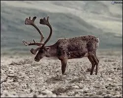 Cervid d'Europe du nord et d'Asie, il est parfois lev par l'homme dont il constitue la principale ressource. II se nourrit d'herbes, de buissons, d'corces et de lichens.