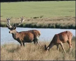 Grand cervid des forts tempres d'Europe, d'Afrique du Nord et d' Asie, c'est l'un des reprsentants les plus courants dans nos rgions. Ses bois tombent chaque anne.