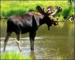 Animal du nord de l'Europe et de la Russie, il est appel  orignal  en Amrique du Nord. L'allure gnrale est trs massive et les pattes sont termines par des larges sabots formant des raquettes.