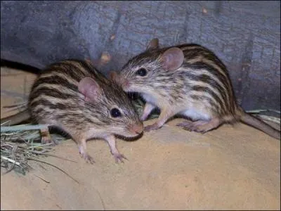 Quel est ce rongeur ?