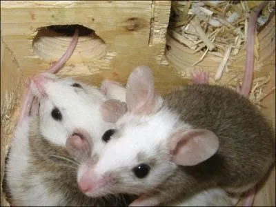 Quel est ce rongeur ?