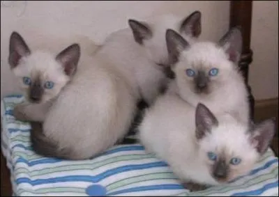 Quel est le nom de celle-ci ?