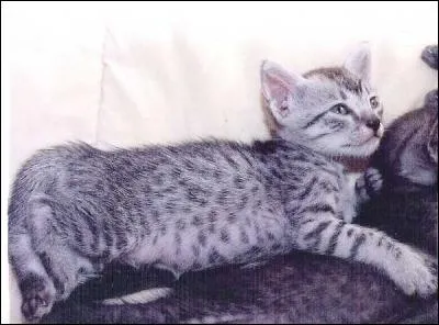 La reconnaissez-vous ?