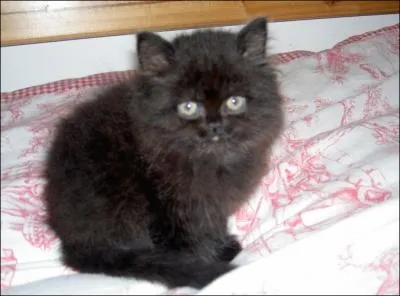 Et cette petite dernire ?