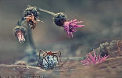 Cette plante aux fleurs un peu fatigues est  l'origine du nom d'un oiseau !