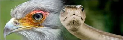 Le rapace de gauche est friand de reptiles, vous pouvez retrouver son nom dans un bureau !