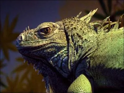 Soudain l't dernier, l'homme  la peau de serpent s'chappa de la mnagerie de verre, emprunta un tramway nomm Dsir pour rejoindre la chatte sur un toit brlant :