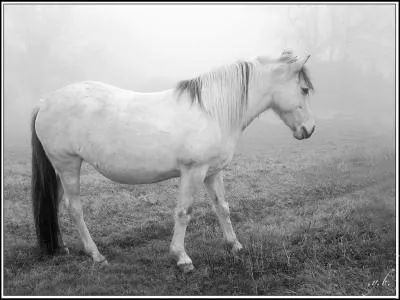 Comment l'Angleterre a-t-elle choisi d'crire le mot  blanc  ?