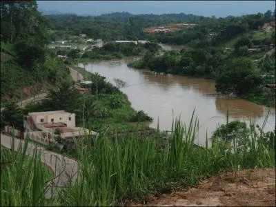 Quel animal est un mandrill ?